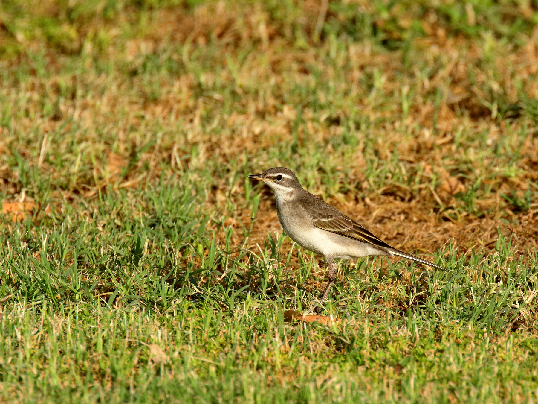 Eastern Yellow Wagtail (Image ID 39875)