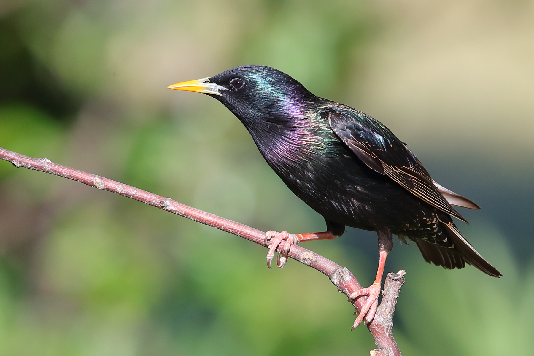 Common Starling (Image ID 40001)