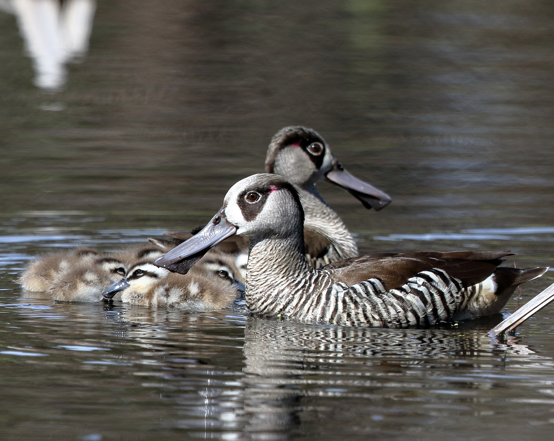 Pink-eared Duck (Image ID 40030)