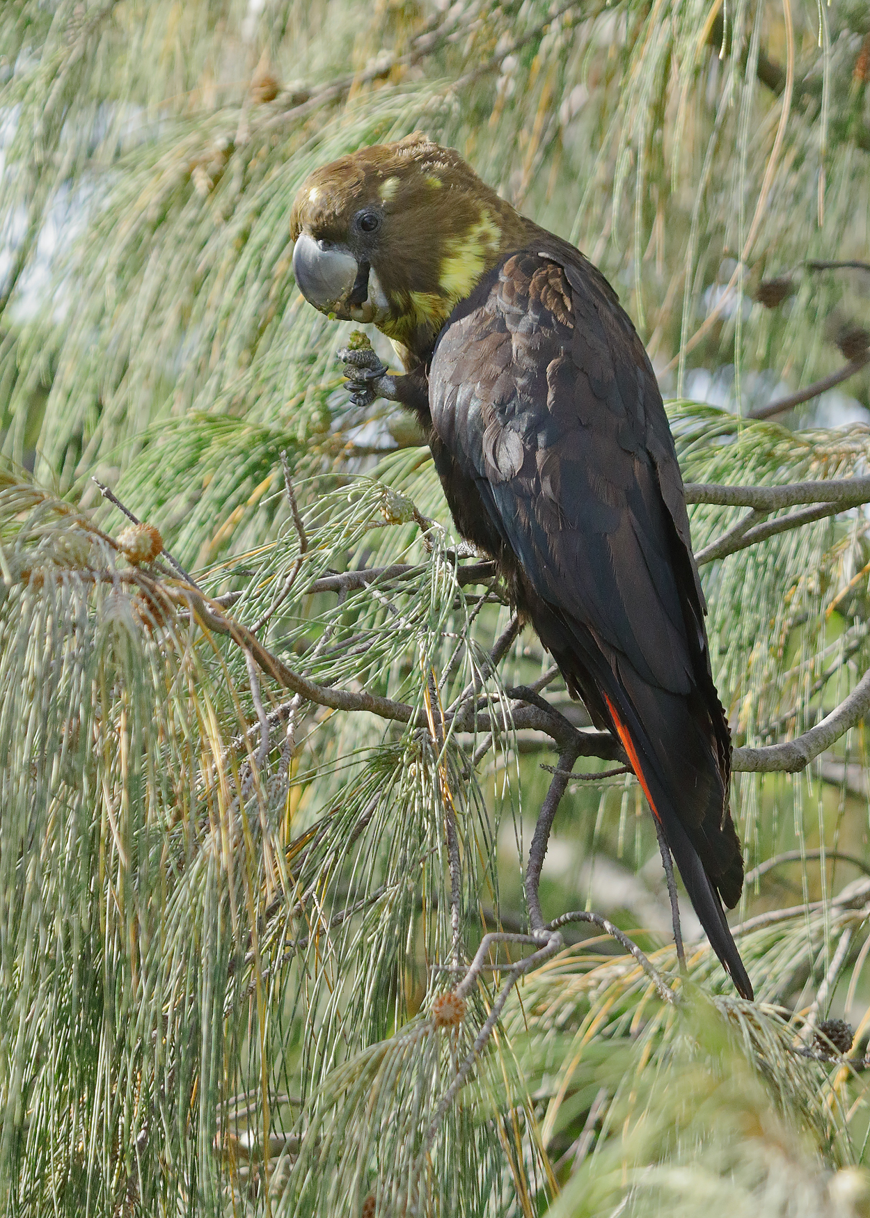 Glossy Black-Cockatoo (Image ID 40154)