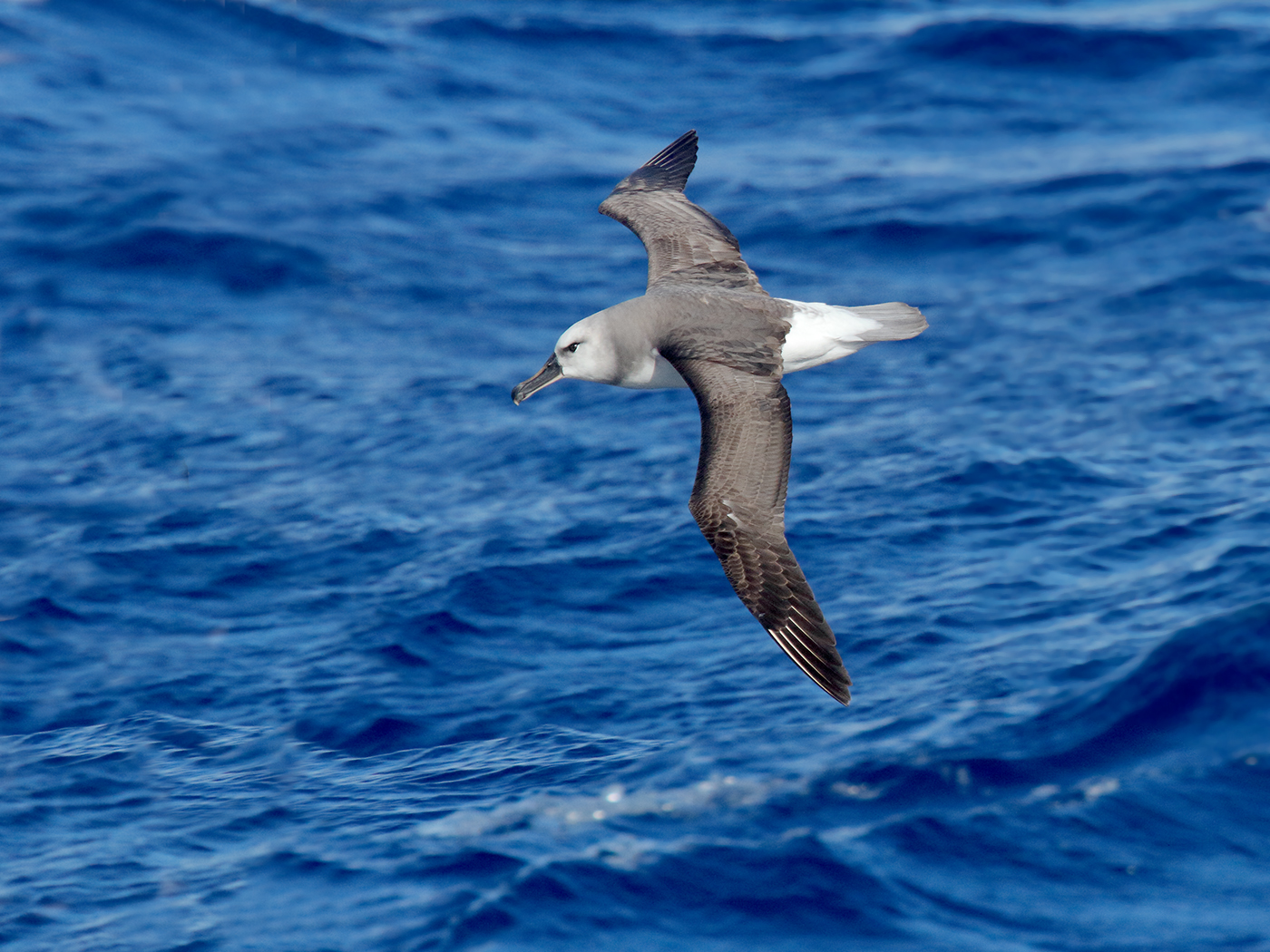 Grey-headed Albatross (Image ID 39841)
