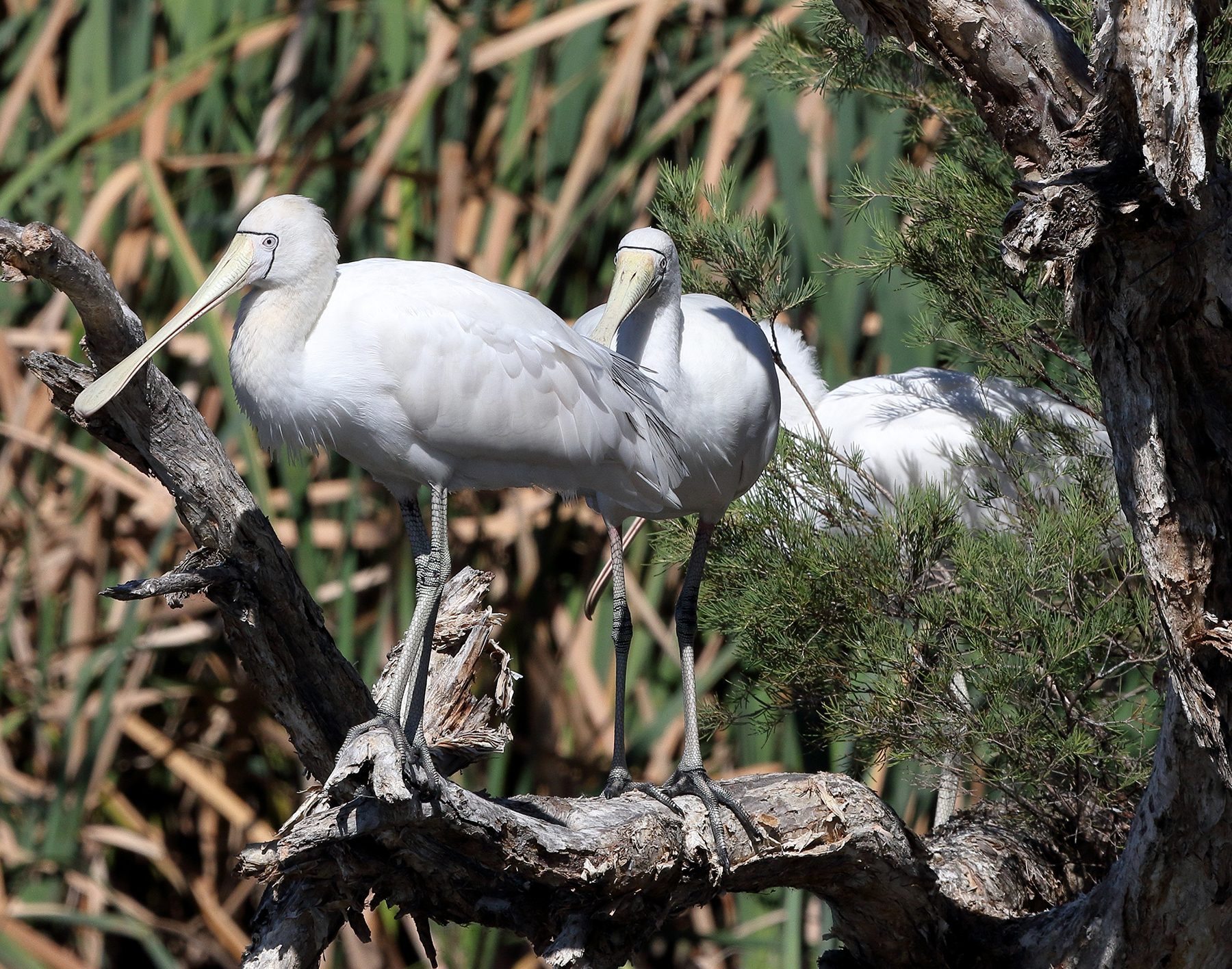 Yellow-billed Spoonbill (Image ID 40031)
