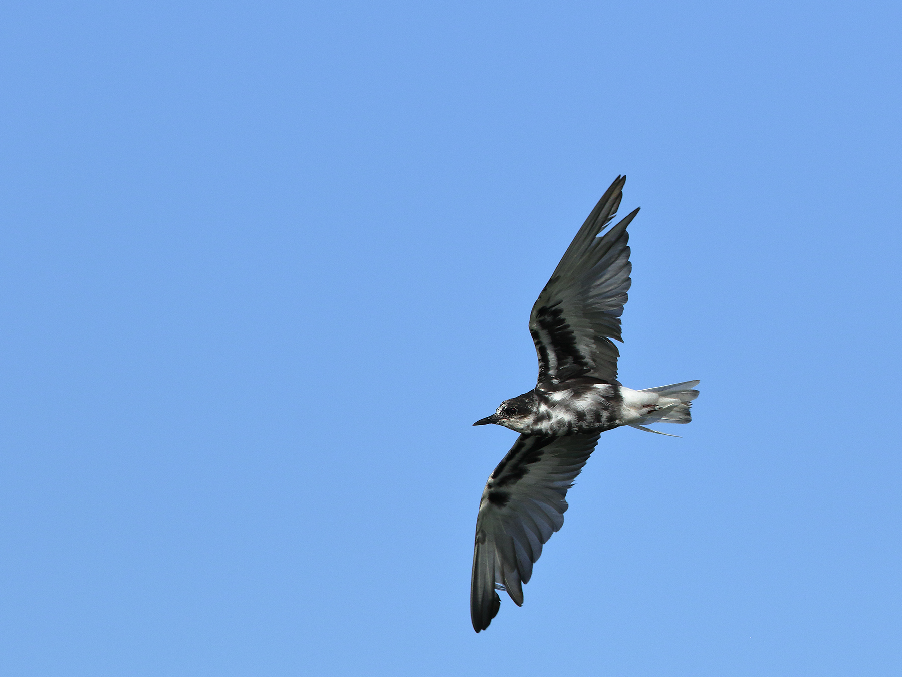 White-winged Black Tern (Image ID 40299)