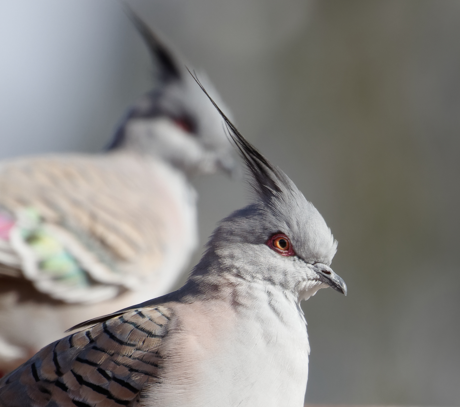 Crested Pigeon (Image ID 39972)