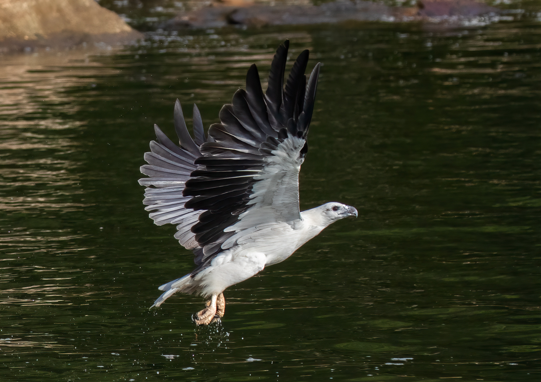 White-bellied Sea-Eagle (Image ID 39996)