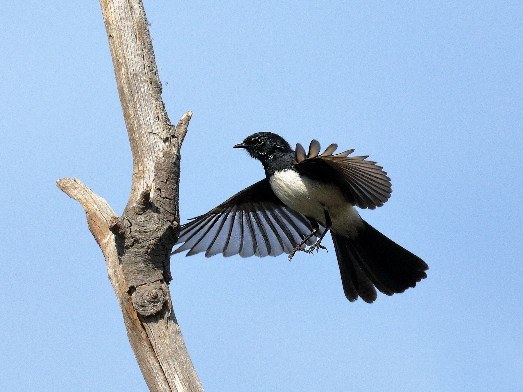 Willie Wagtail (Image ID 39868)