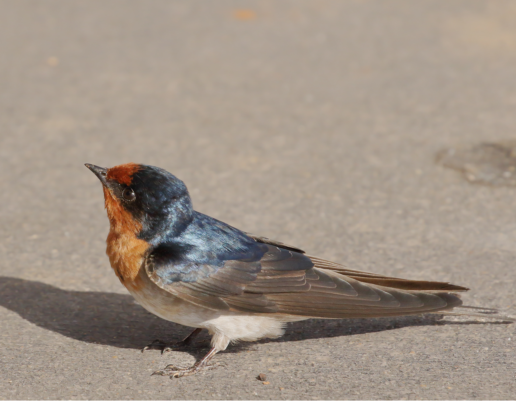 Welcome Swallow (Image ID 40206)