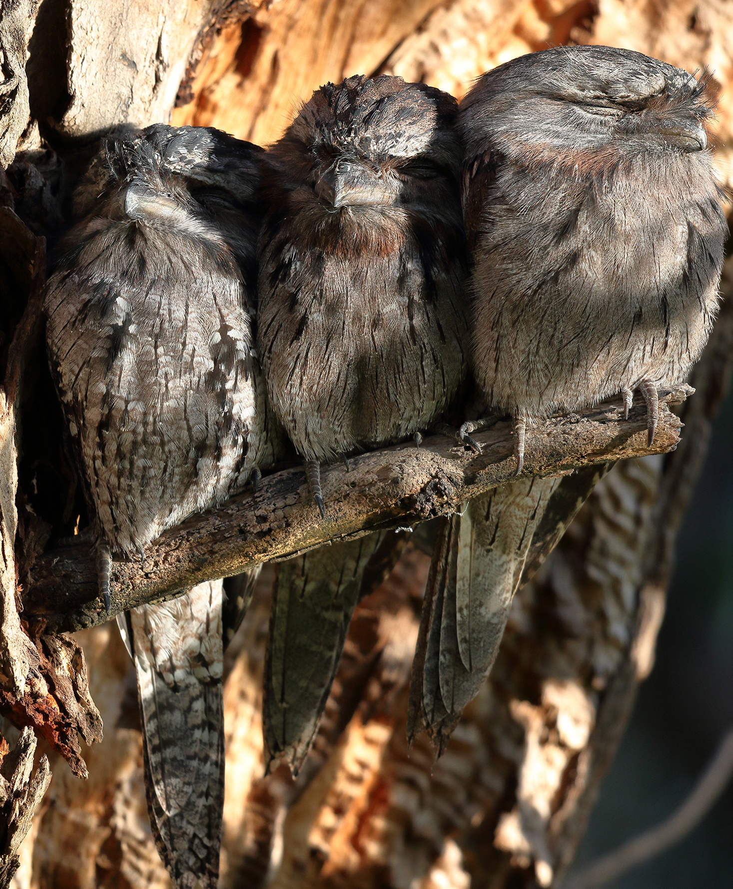 Tawny Frogmouth (Image ID 40232)