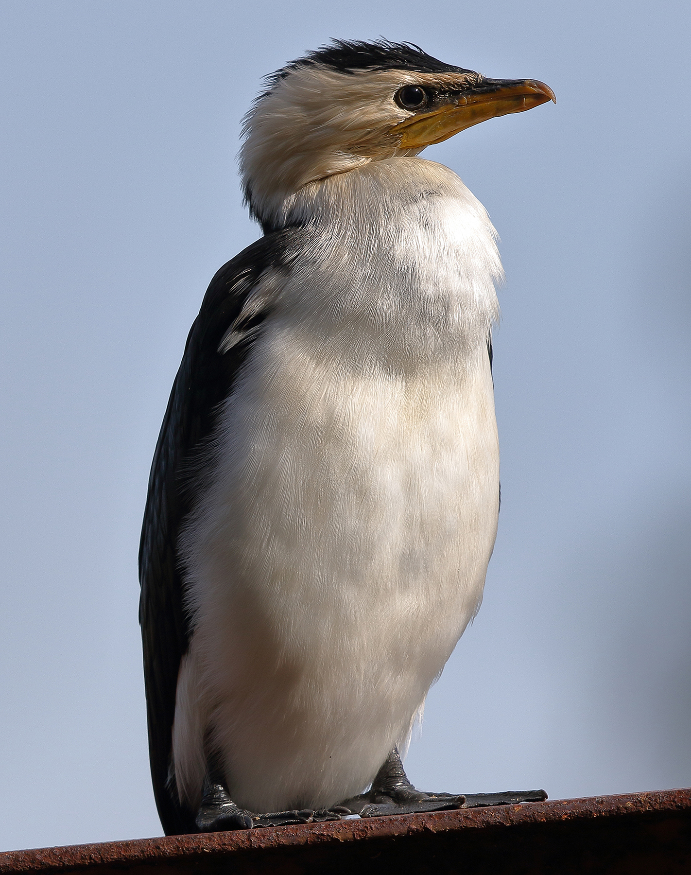 Little Pied Cormorant (Image ID 39998)
