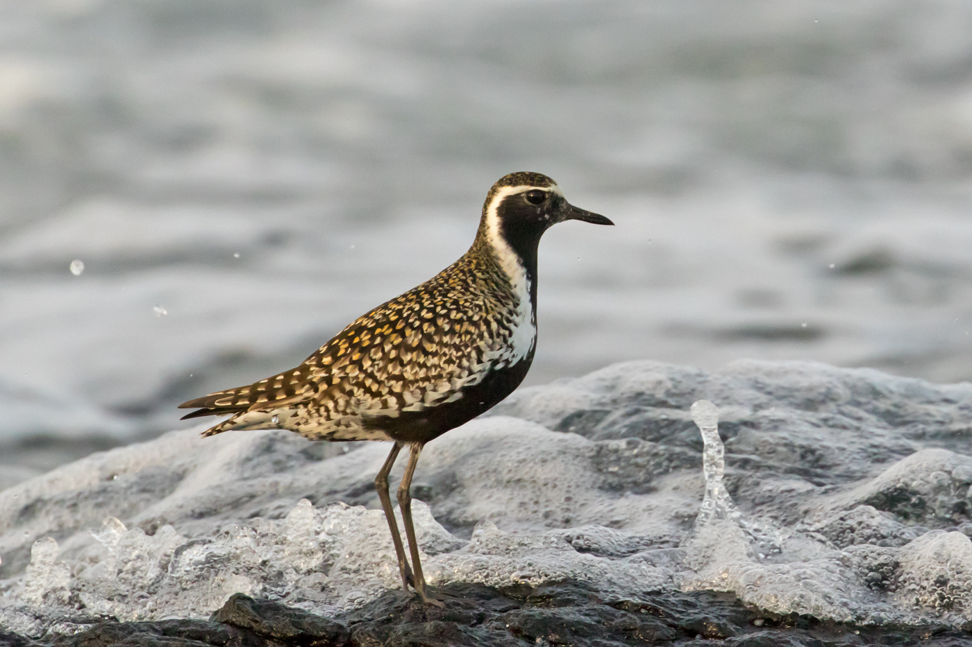 Pacific Golden Plover (Image ID 40076)