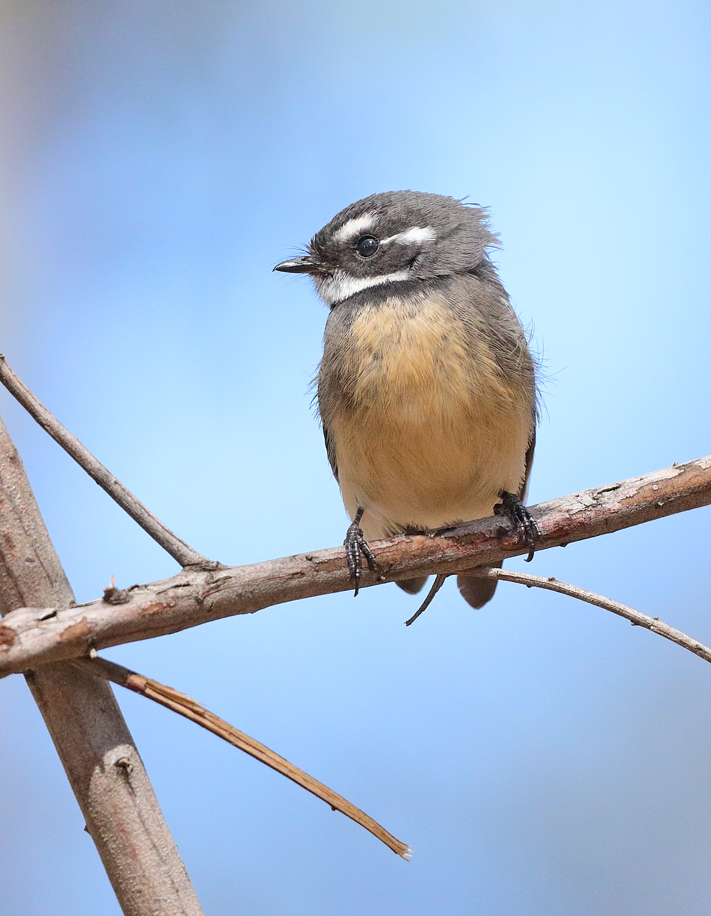 Grey Fantail (Image ID 39910)