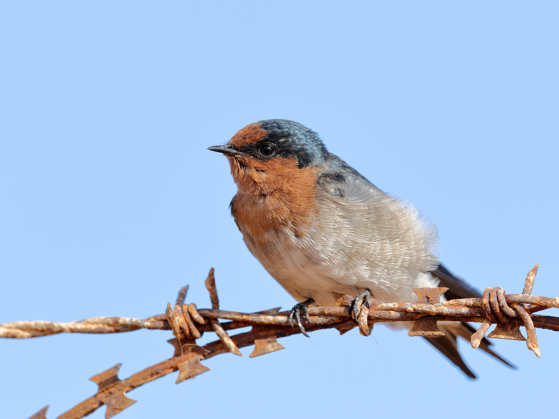 Welcome Swallow (Image ID 40175)