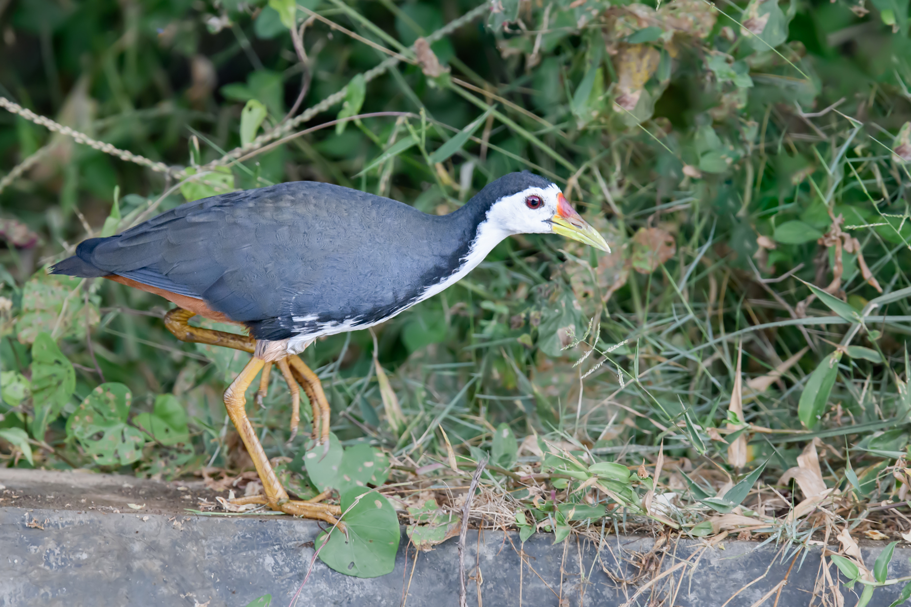 White-breasted Waterhen (Image ID 39835)