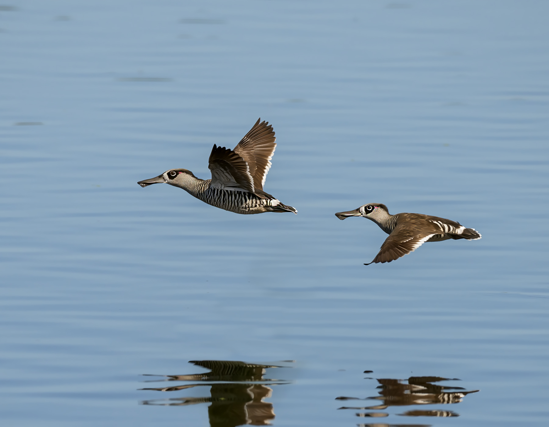 Pink-eared Duck (Image ID 39907)
