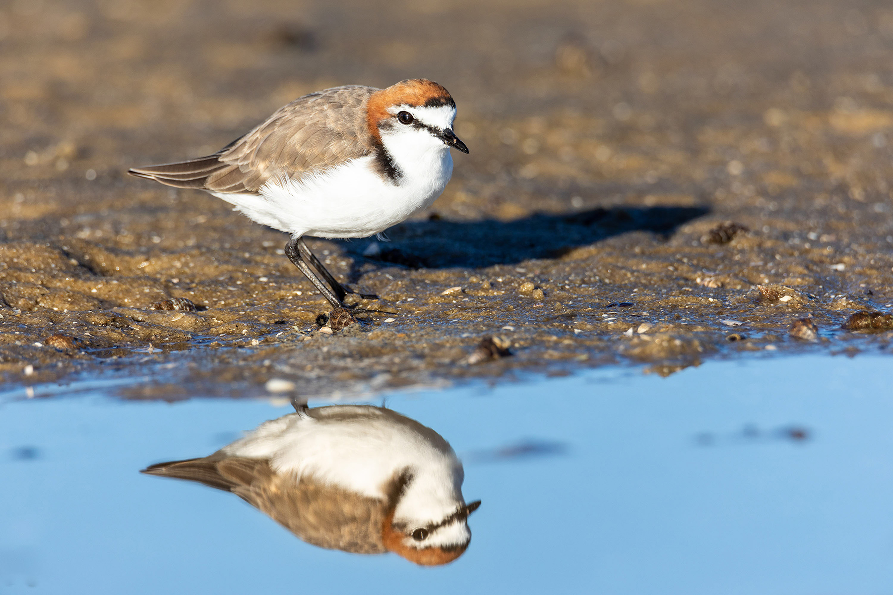 Red-capped Plover (Image ID 40005)