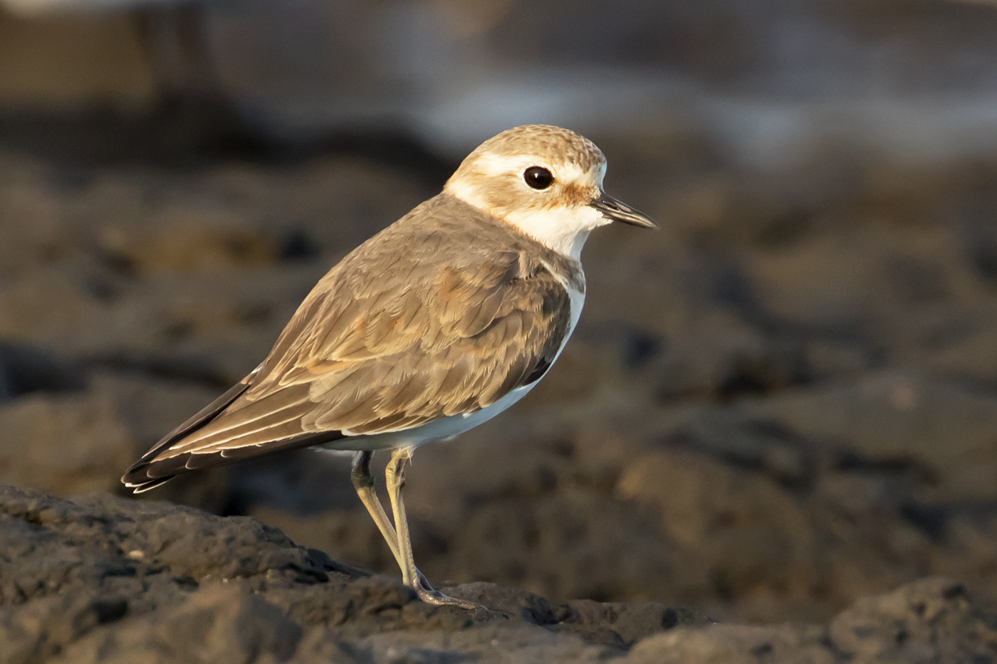 Double-banded Plover (Image ID 40079)