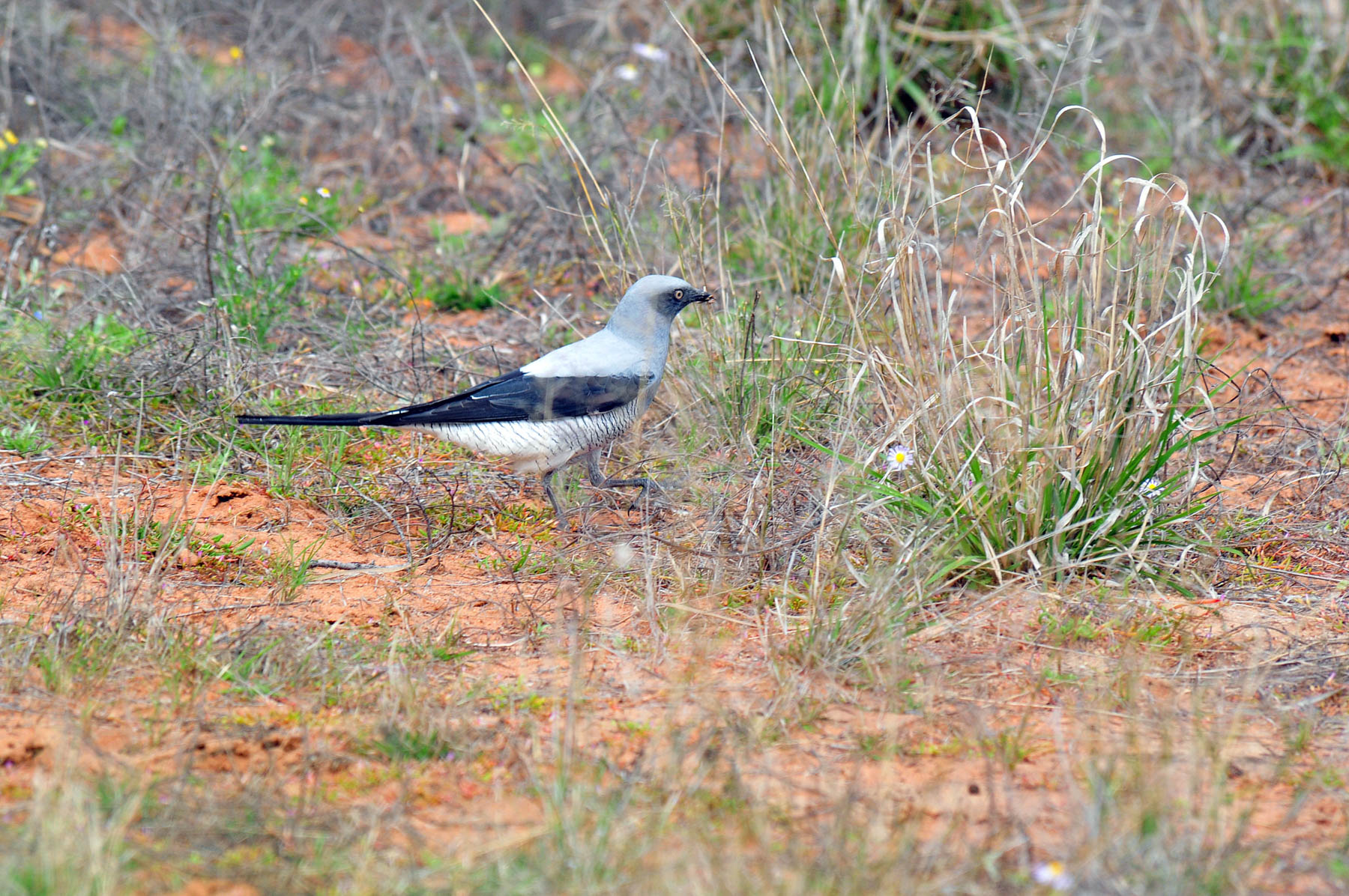 Ground Cuckoo-shrike (Image ID 40081)