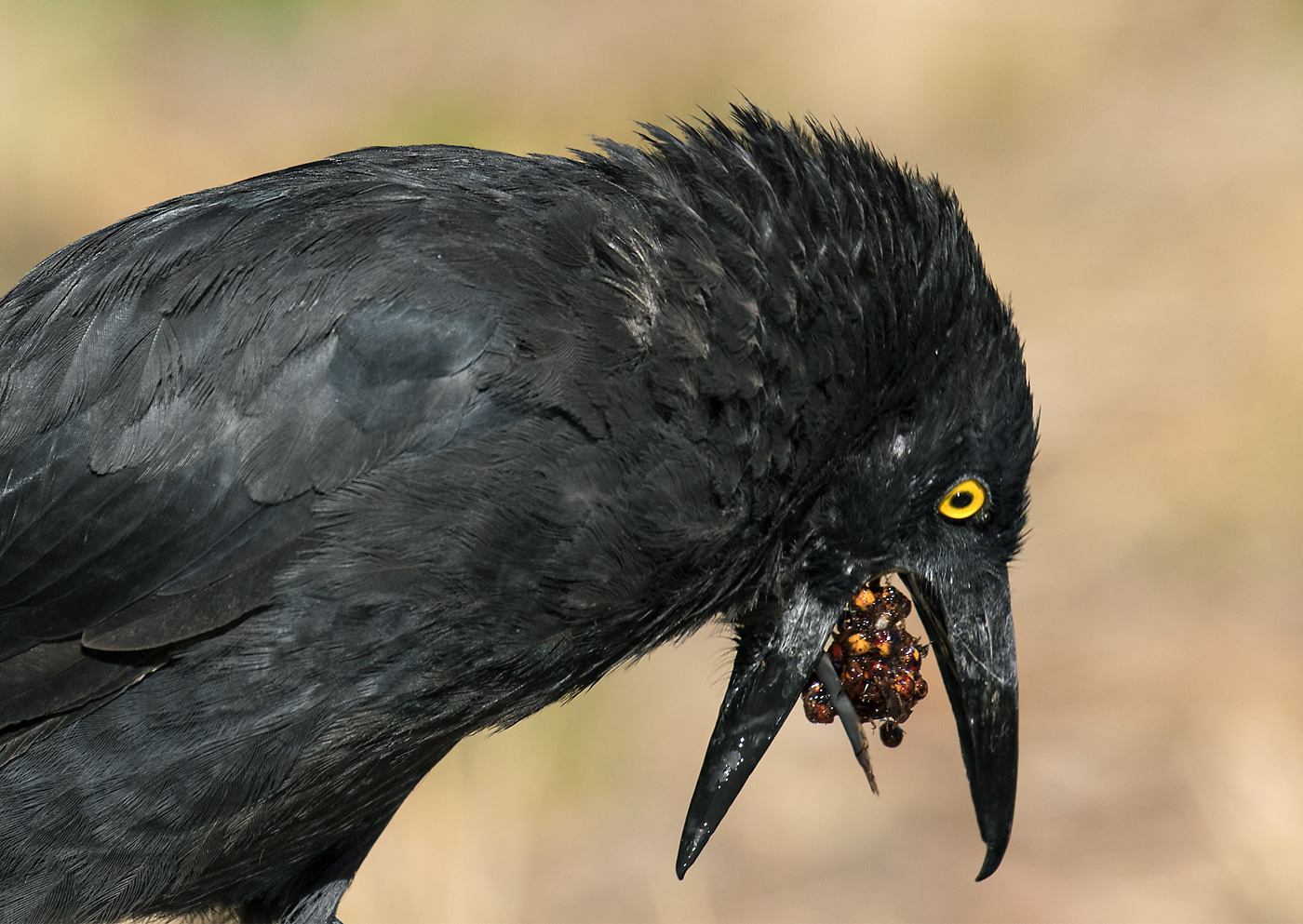 Pied Currawong (Image ID 39939)