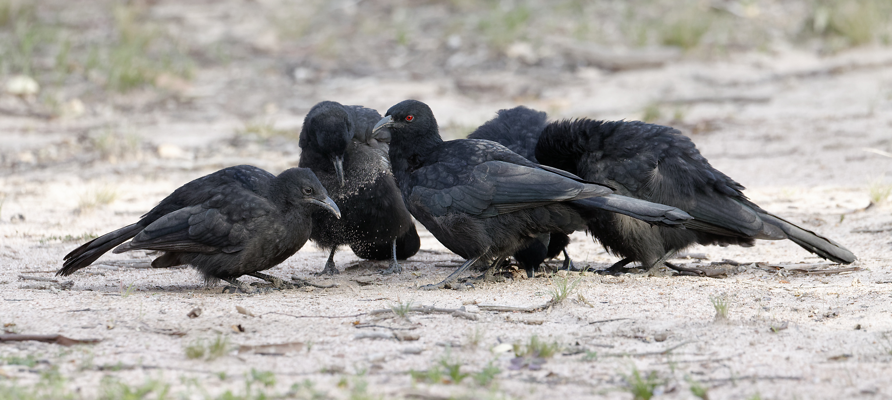 White-winged Chough (Image ID 40146)
