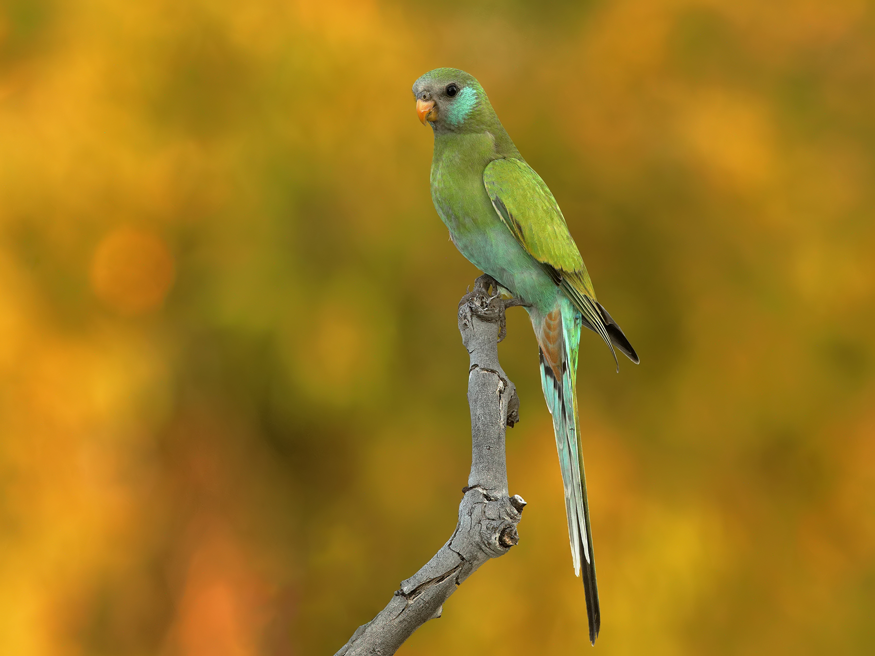 Hooded Parrot (Image ID 40053)