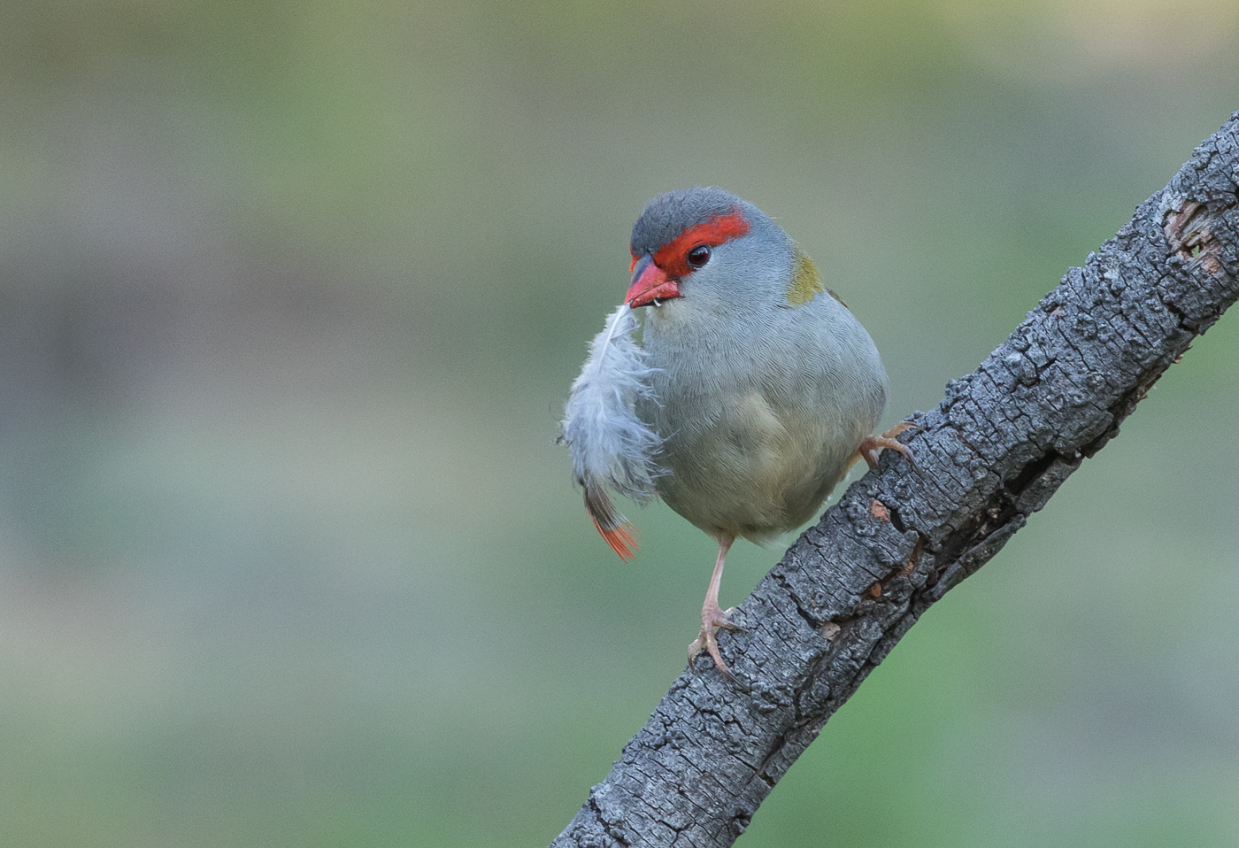 Red-browed Finch (Image ID 39940)
