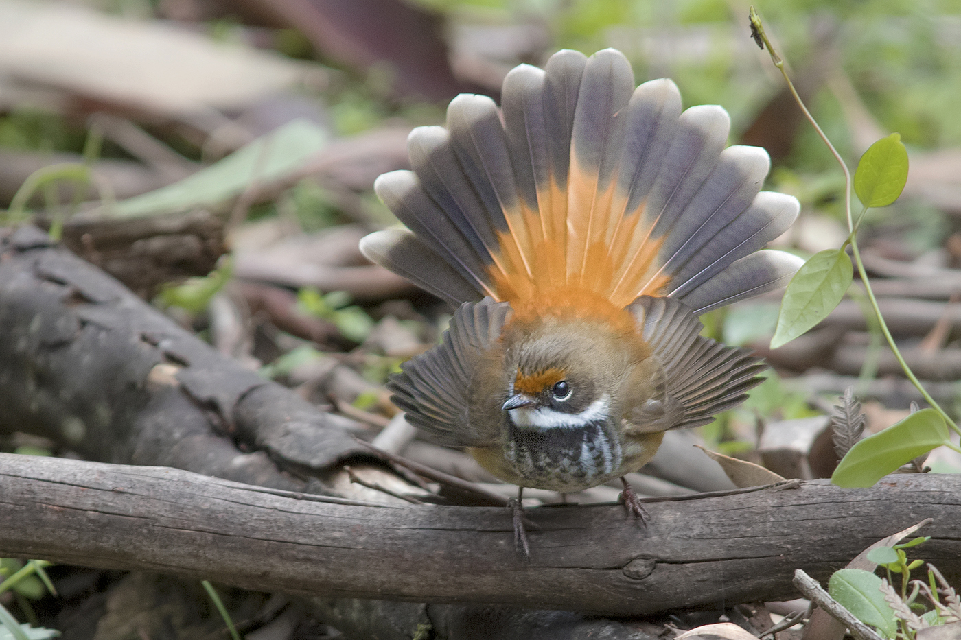 Rufous Fantail (Image ID 39890)