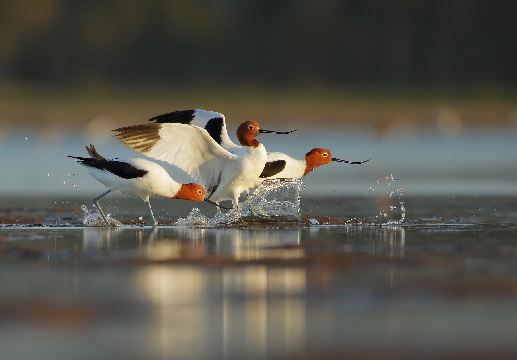 Red-necked Avocet (Image ID 39859)