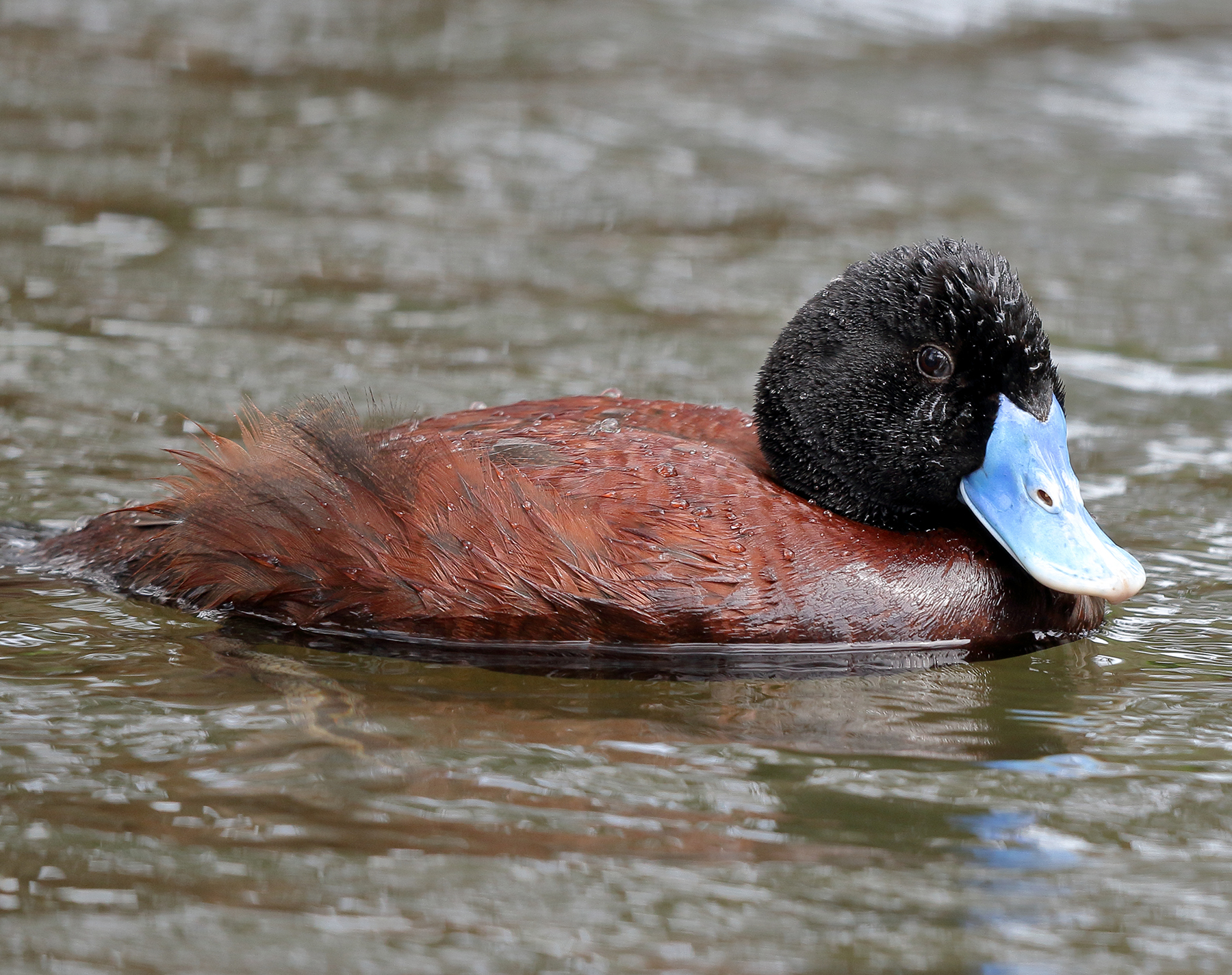 Blue-billed Duck (Image ID 39997)