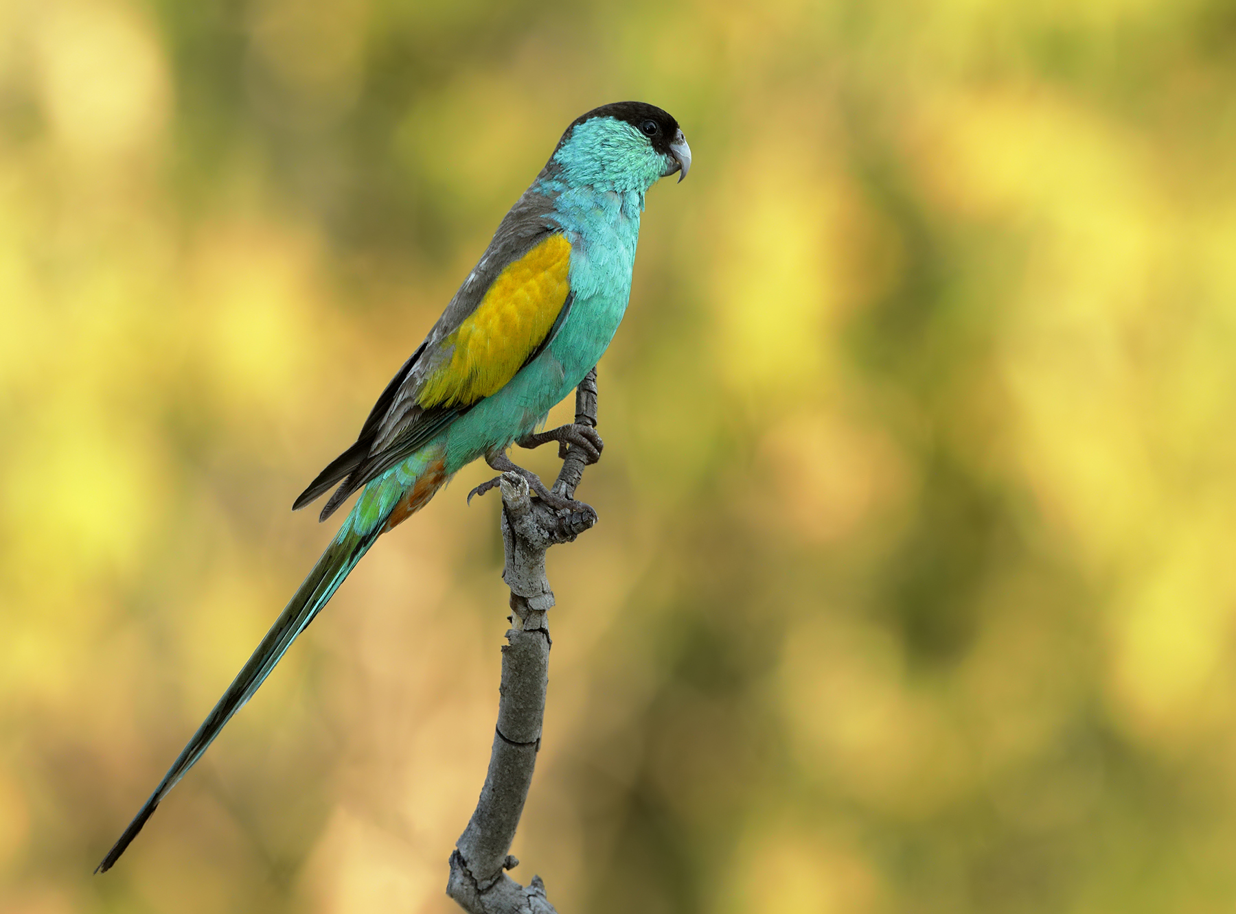 Hooded Parrot (Image ID 40054)