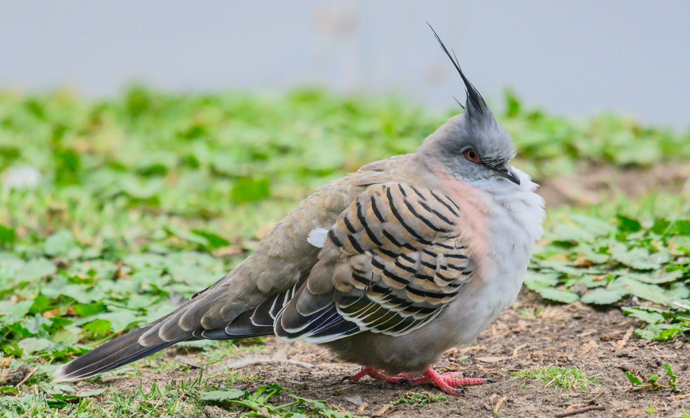 Crested Pigeon (Image ID 39981)