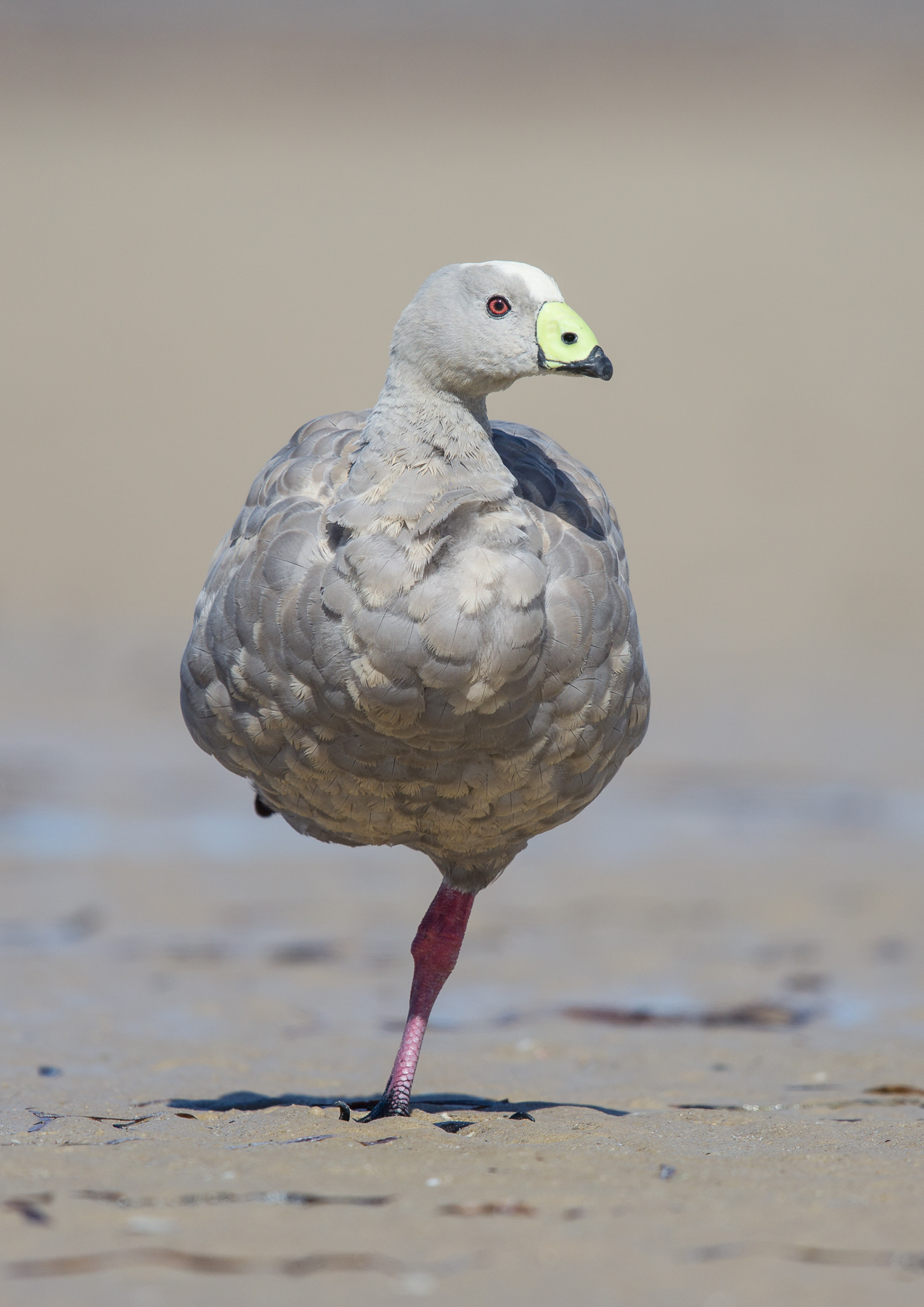 Cape Barren Goose (Image ID 40003)