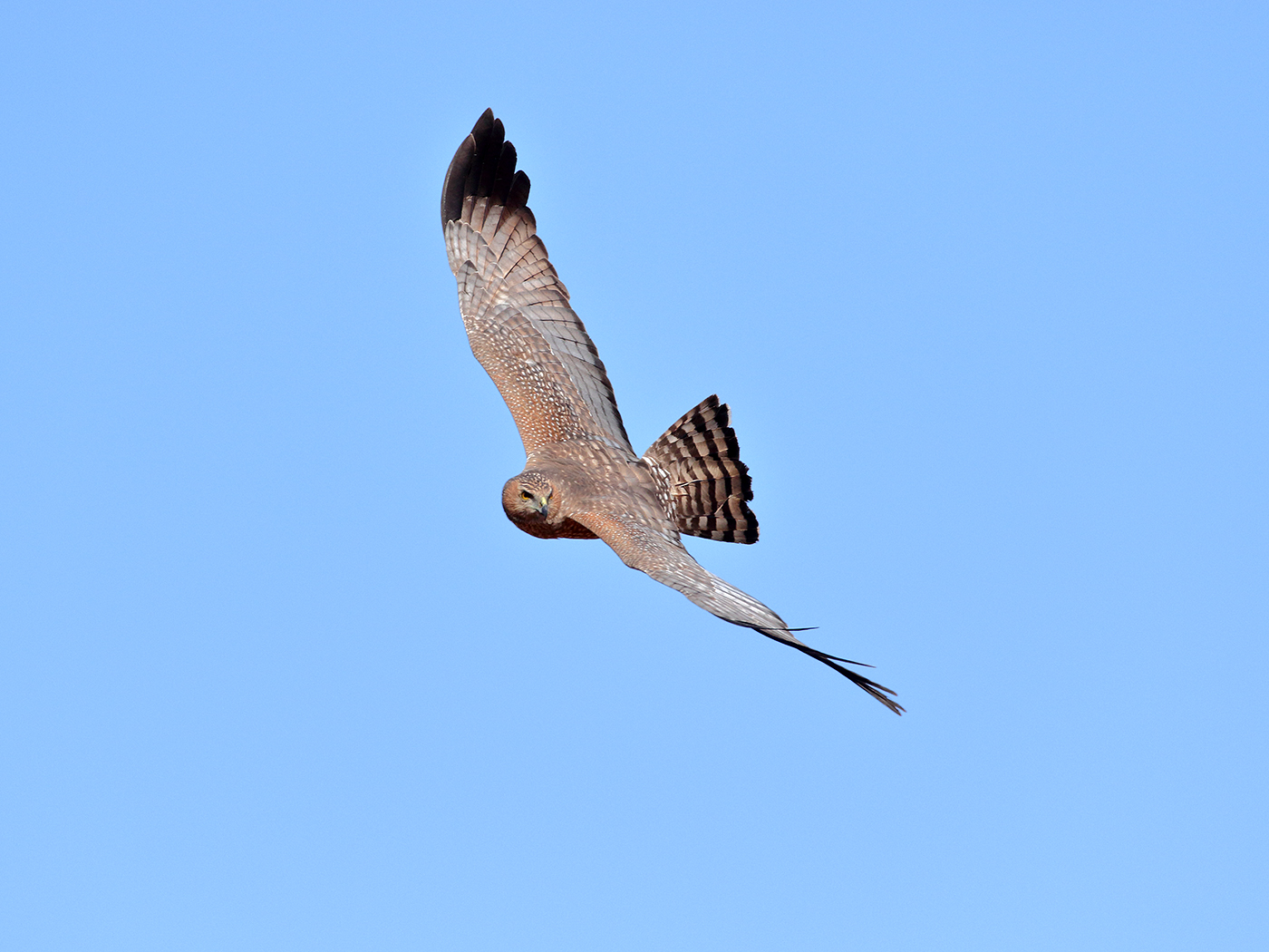 Spotted Harrier (Image ID 39818)