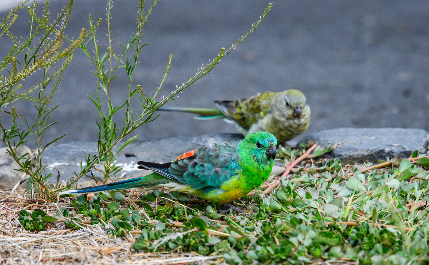 Red-rumped Parrot (Image ID 39980)