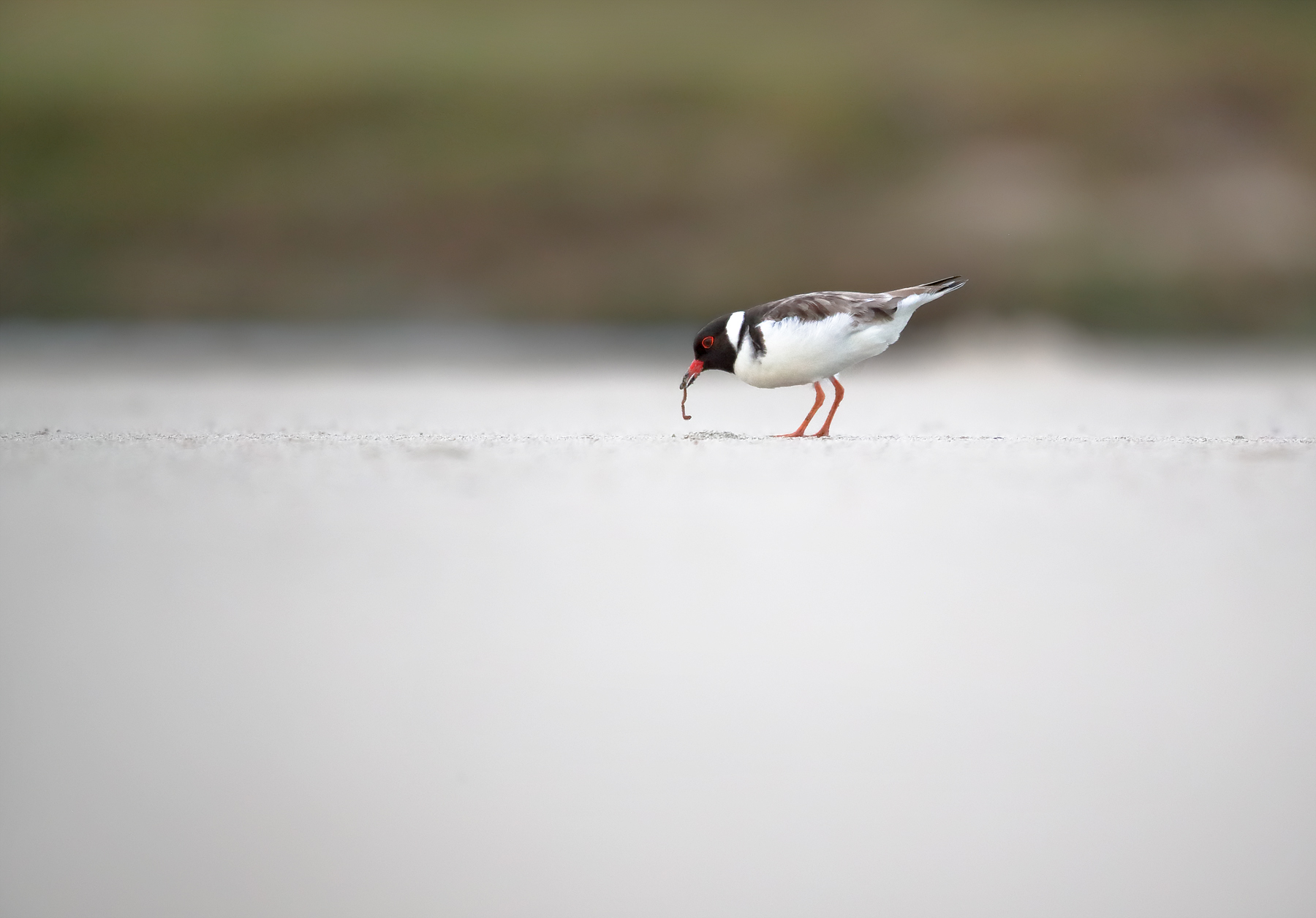 Hooded Plover (Image ID 40274)