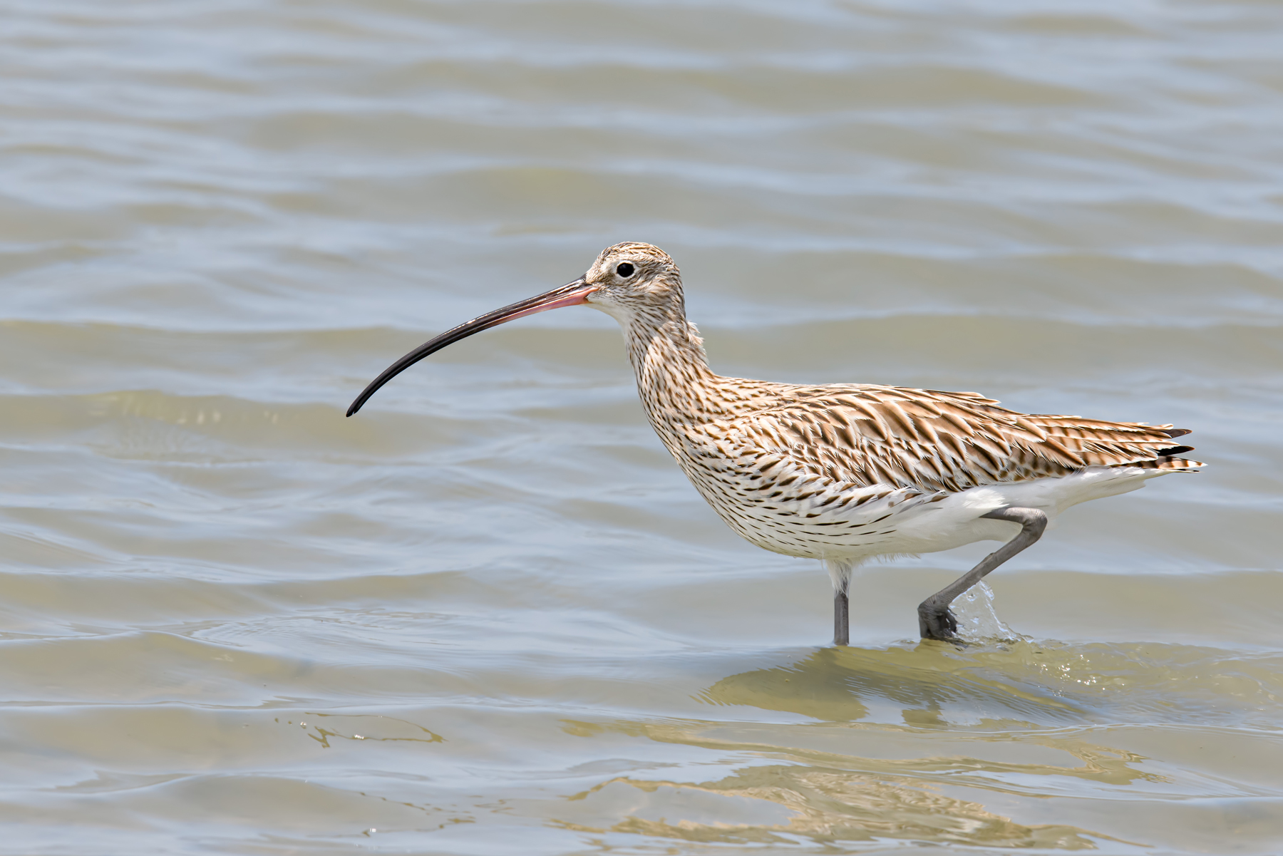Eurasian Curlew (V) (Image ID 39838)