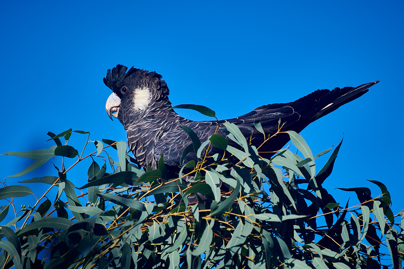 Baudin's Black-Cockatoo (Image ID 40021)
