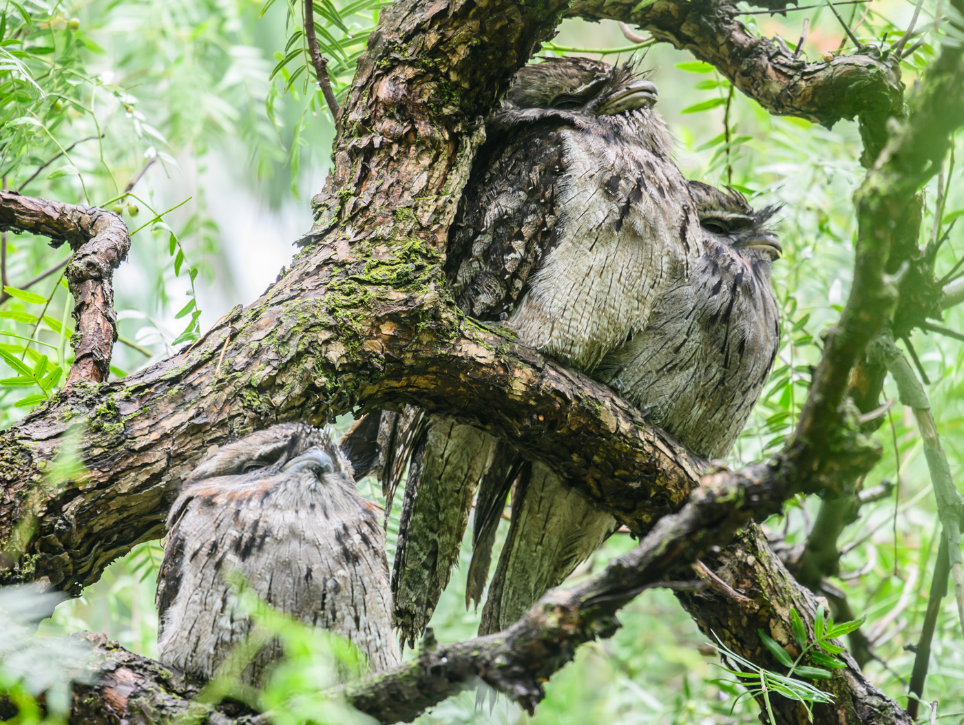 Tawny Frogmouth (Image ID 40253)