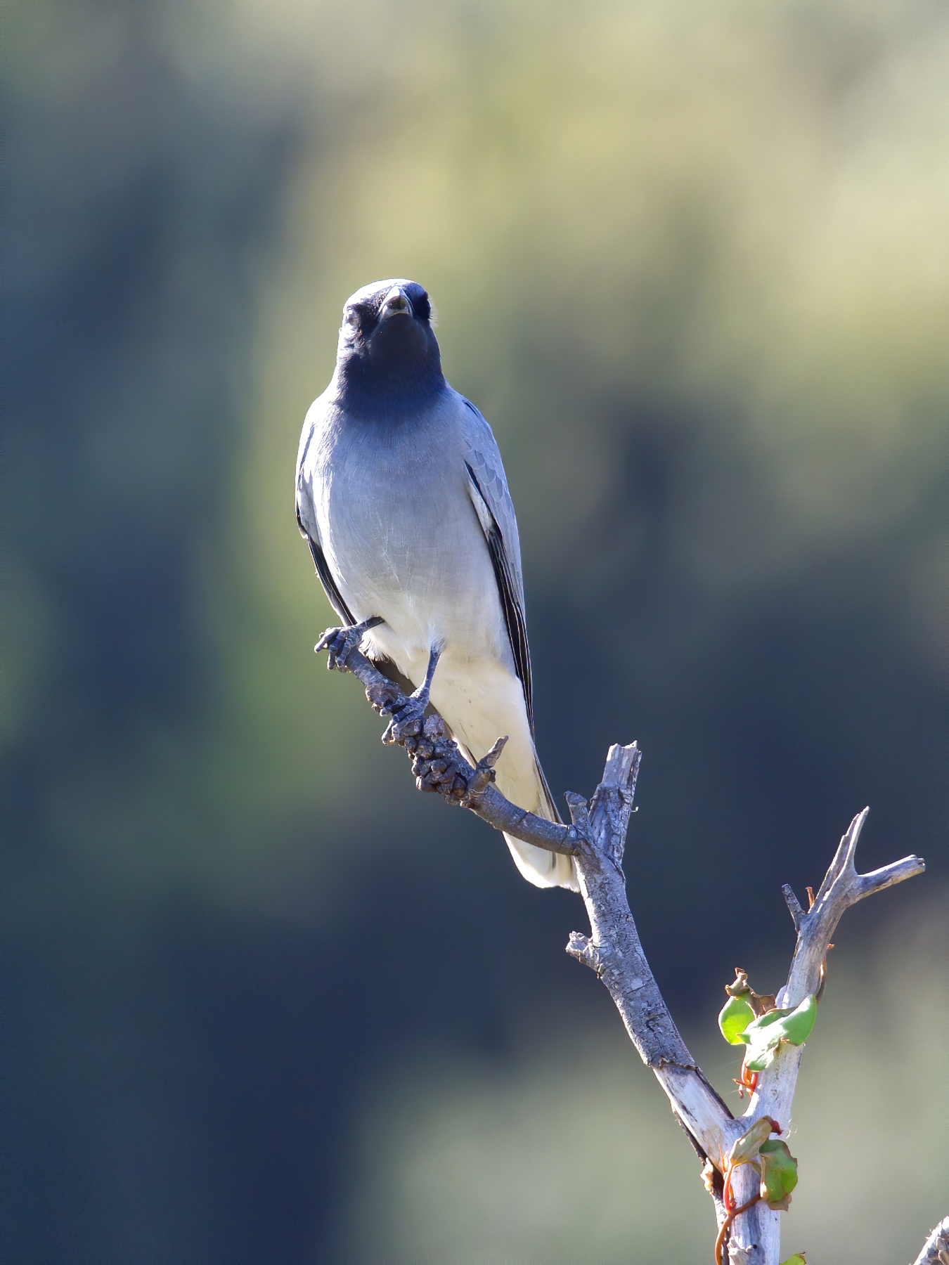 Black-faced Cuckoo-shrike (Image ID 40397)