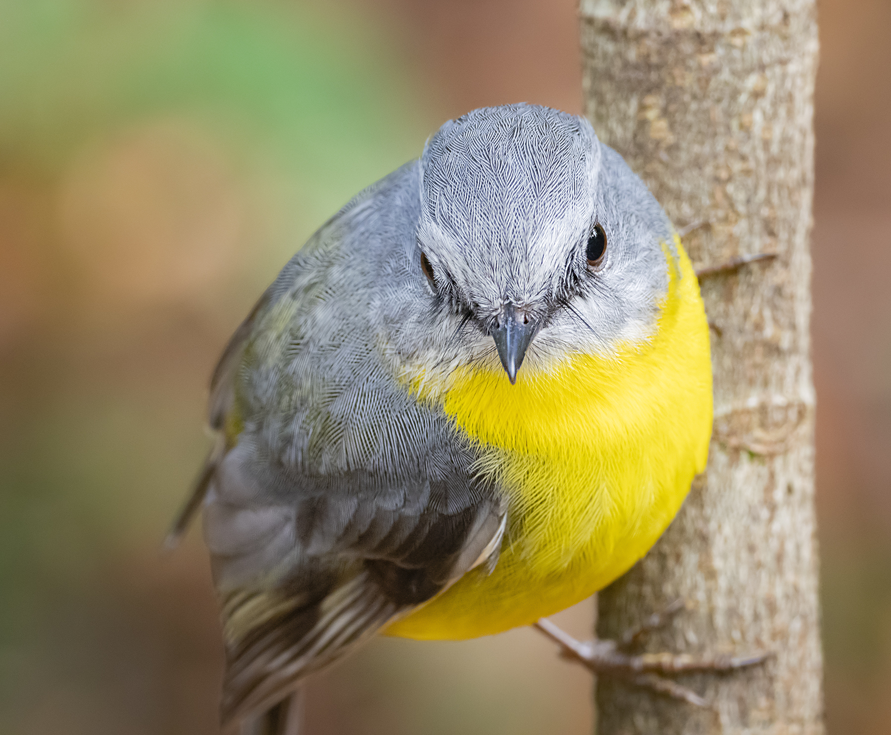 Eastern Yellow Robin (Image ID 40604)