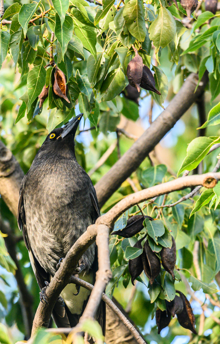 Pied Currawong (Image ID 40677)