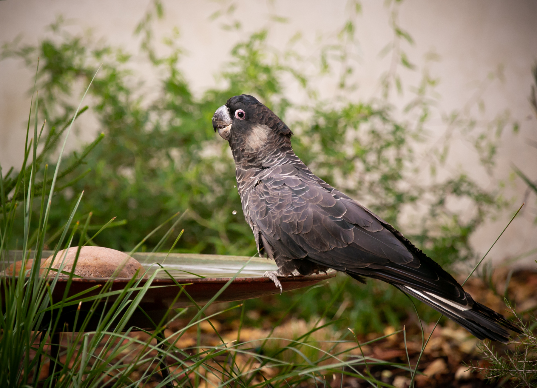 Carnaby's Black-Cockatoo (Image ID 40560)