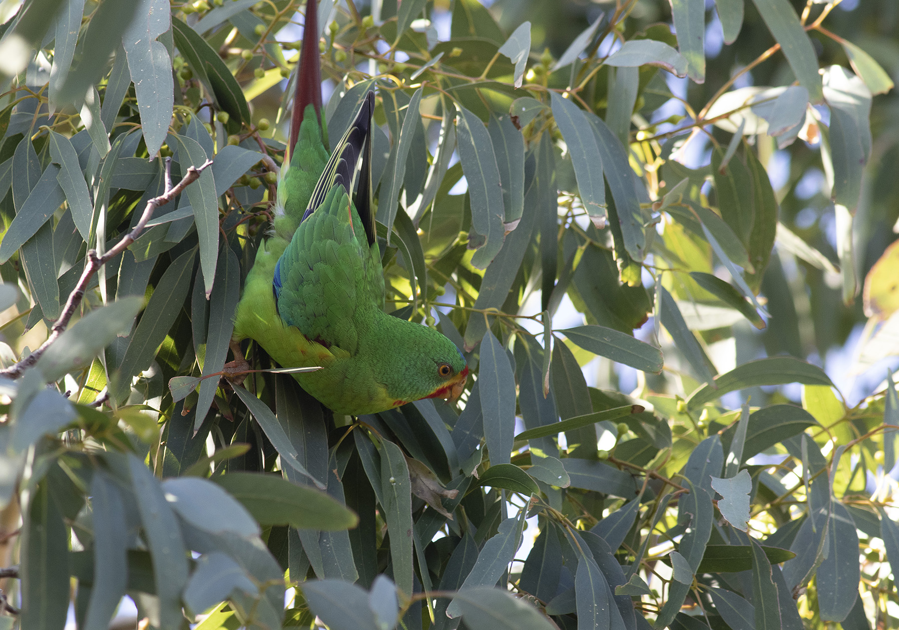 Swift Parrot (Image ID 40559)