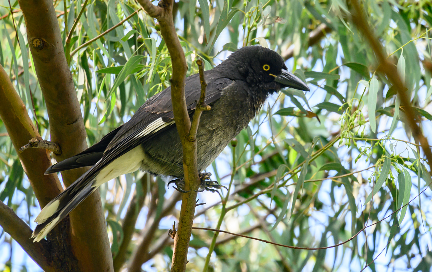 Pied Currawong (Image ID 40319)