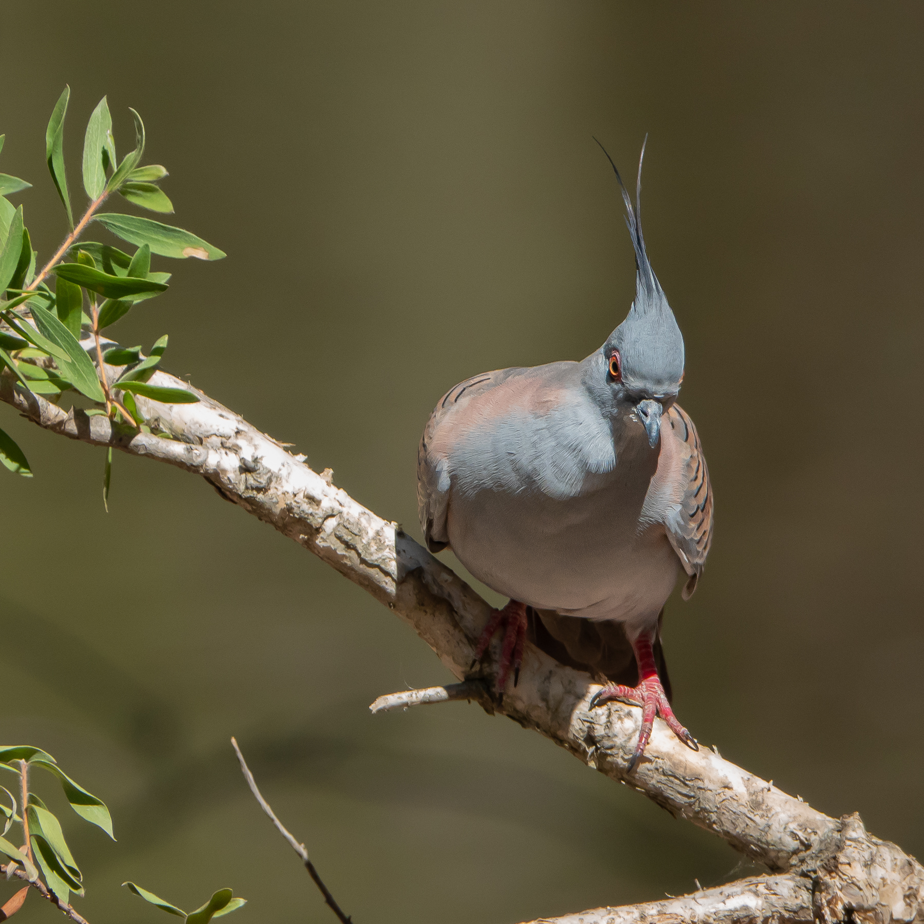 Crested Pigeon (Image ID 40313)