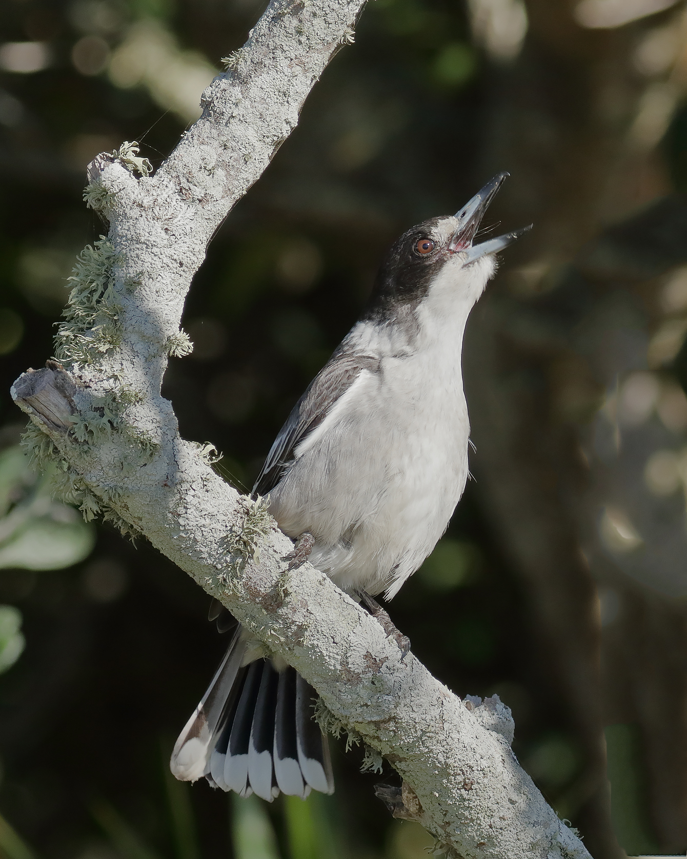 Grey Butcherbird (Image ID 40446)