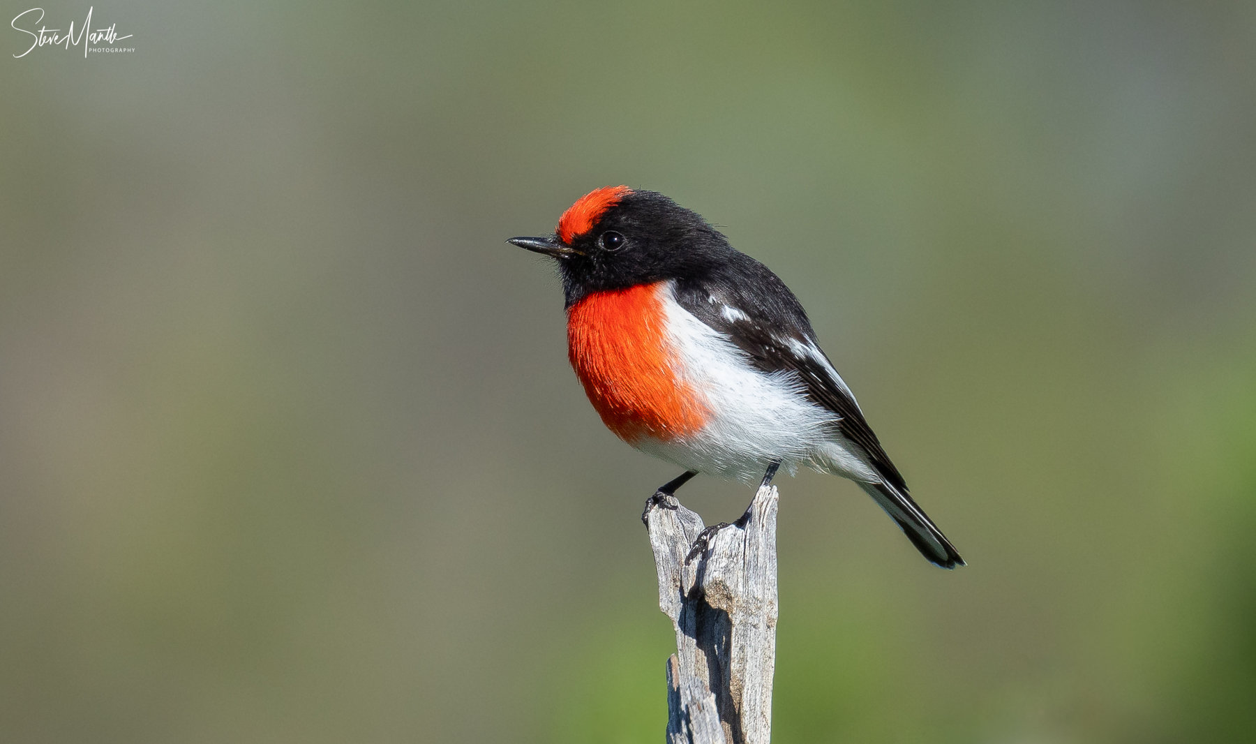 Red-capped Robin (Image ID 40564)