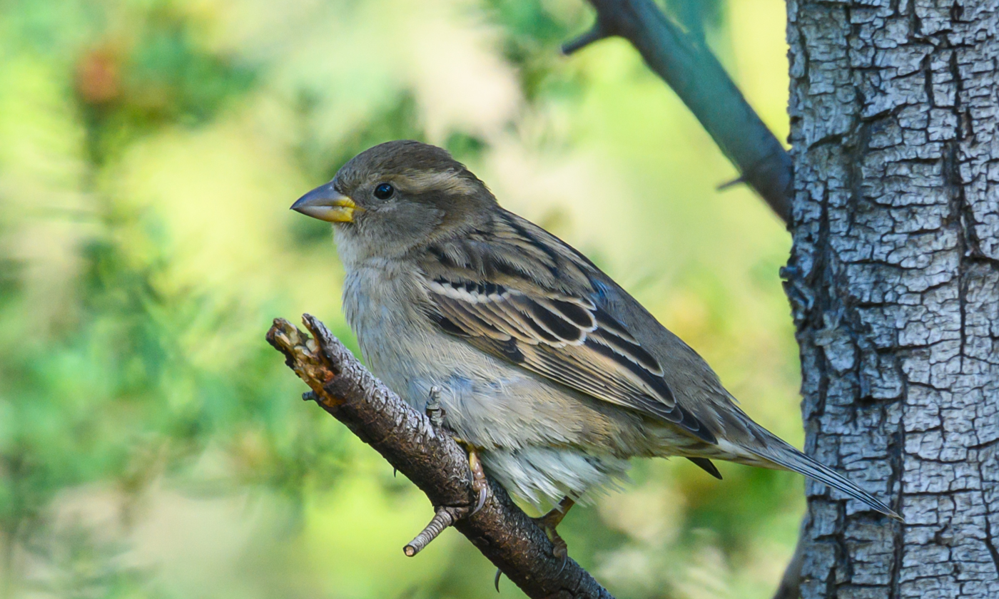 House Sparrow (Image ID 40409)
