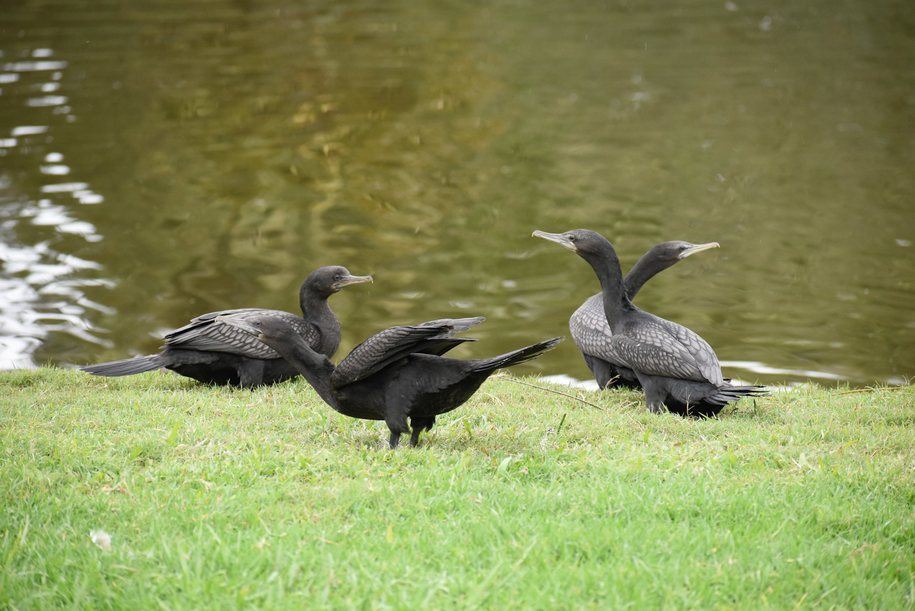 Little Black Cormorant (Image ID 40574)