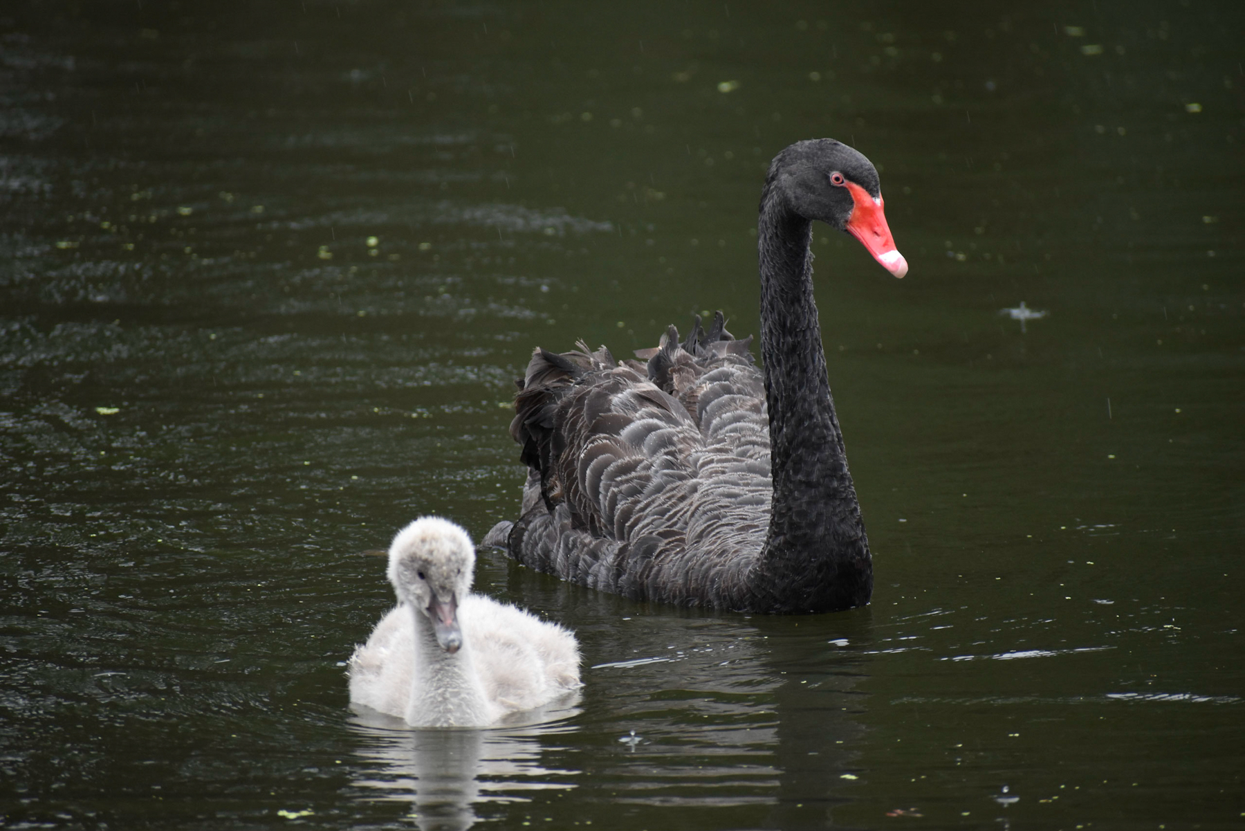 Black Swan (Image ID 40573)
