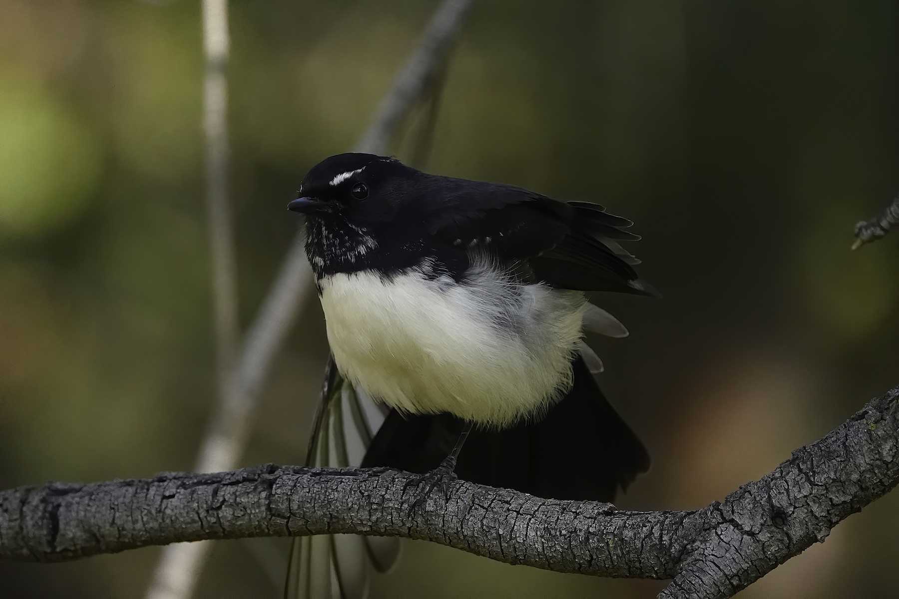 Willie Wagtail (Image ID 40337)